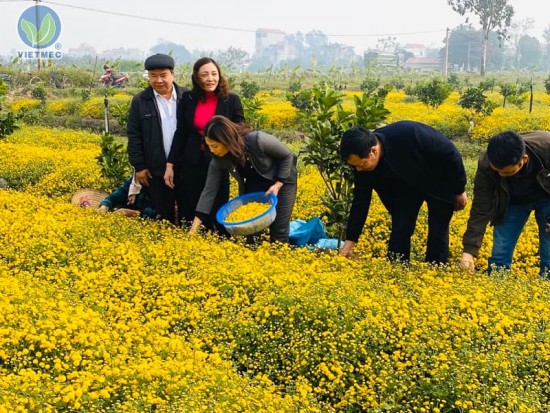 Vùng trồng Cúc hoa GACP - WHO của Công ty cổ phần Dược liệu Việt Nam vào mùa thu hoạch