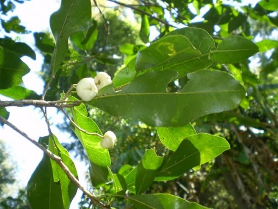 Bưởi Bung