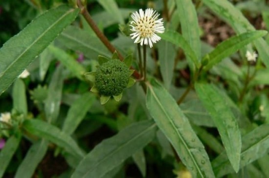 Cỏ Nhọ Nồi