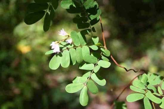 Kê Cốt Thảo