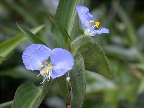 Thài Lài Trắng