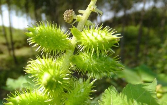 Thương Nhĩ Tử