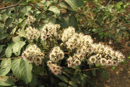 Trâm Bầu