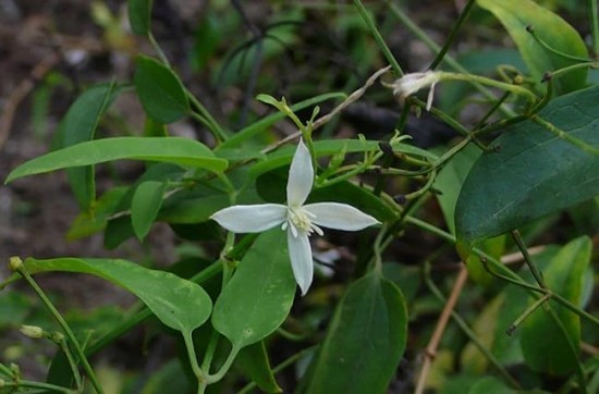 Uy Linh Tiên