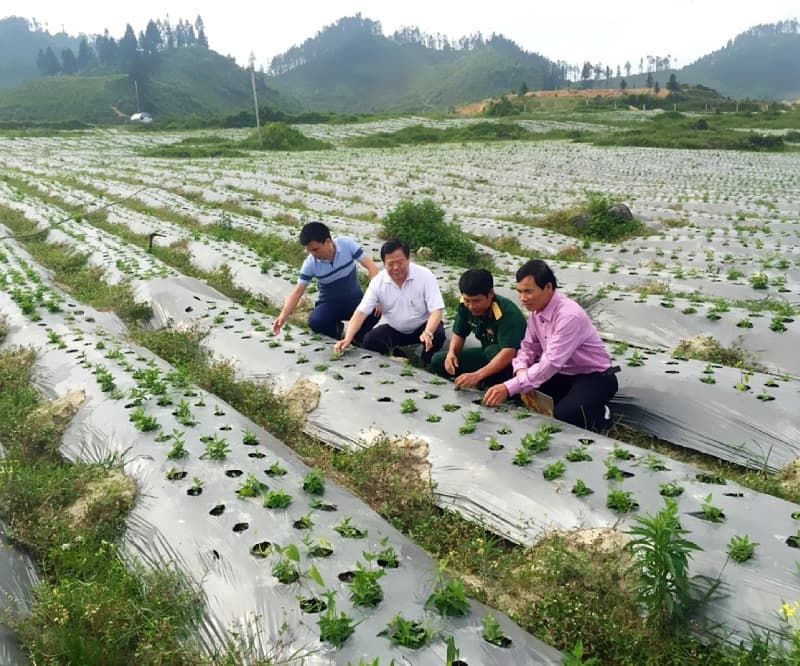 vùng trồng dược liệu VIETMEC