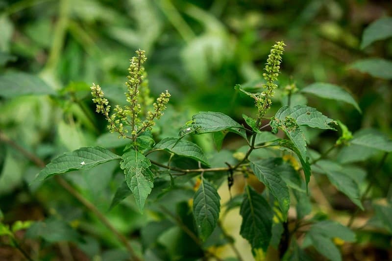 dược liệu là gì4