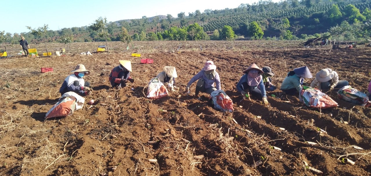 Trồng Hà thủ ô đỏ min