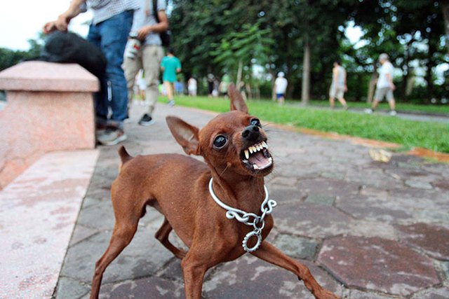 Tiêm phòng đầy đủ cho chó, mèo nuôi và tiêm nhắc lại hàng năm theo khuyến cáo của ngành thú y để phòng bệnh dại. Ảnh minh họa.