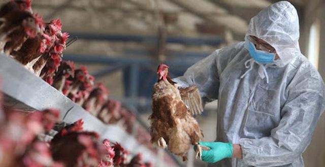 Cúm H5N1 có độc lực cao, có khả năng lây từ gia cầm sang người.