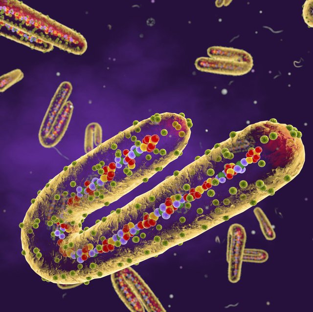 Virus Marburg lần đầu tiên được công nhận vào năm 1967.