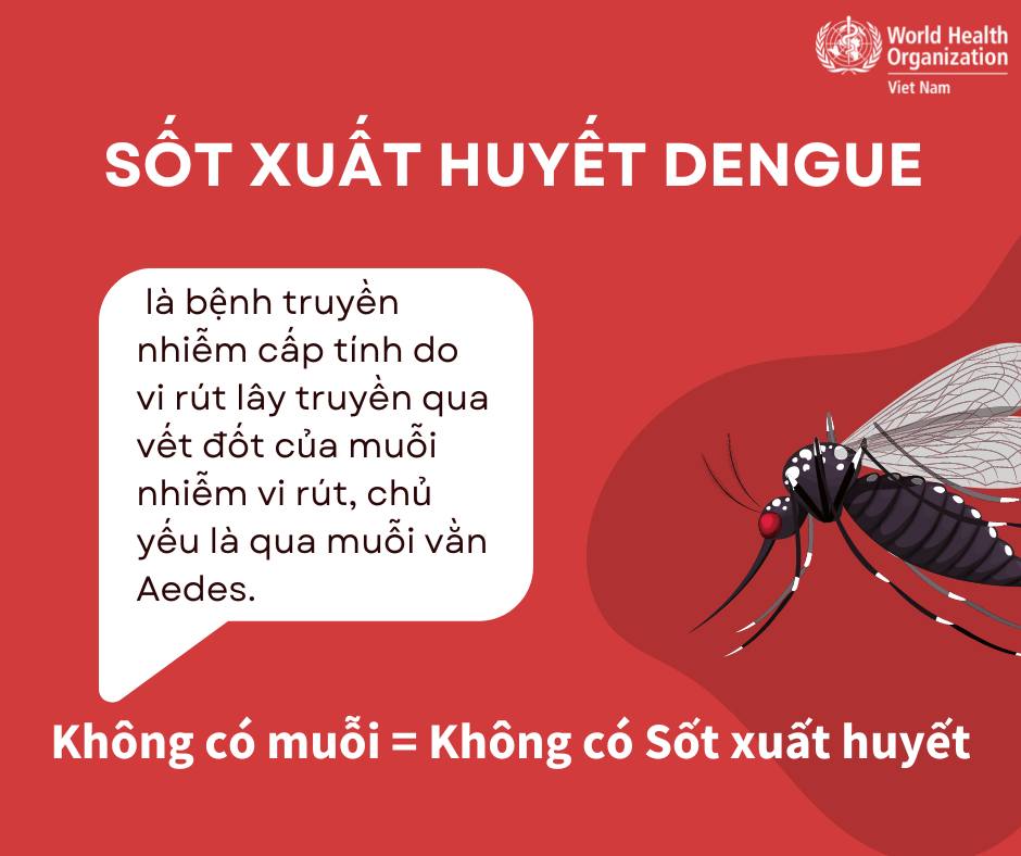 [Infographic] - WHO hướng dẫn nhận biết triệu chứng và điều trị bệnh sốt xuất huyết