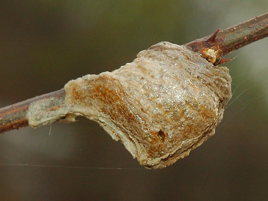 tang phiêu tiêu tổ bọ ngựa