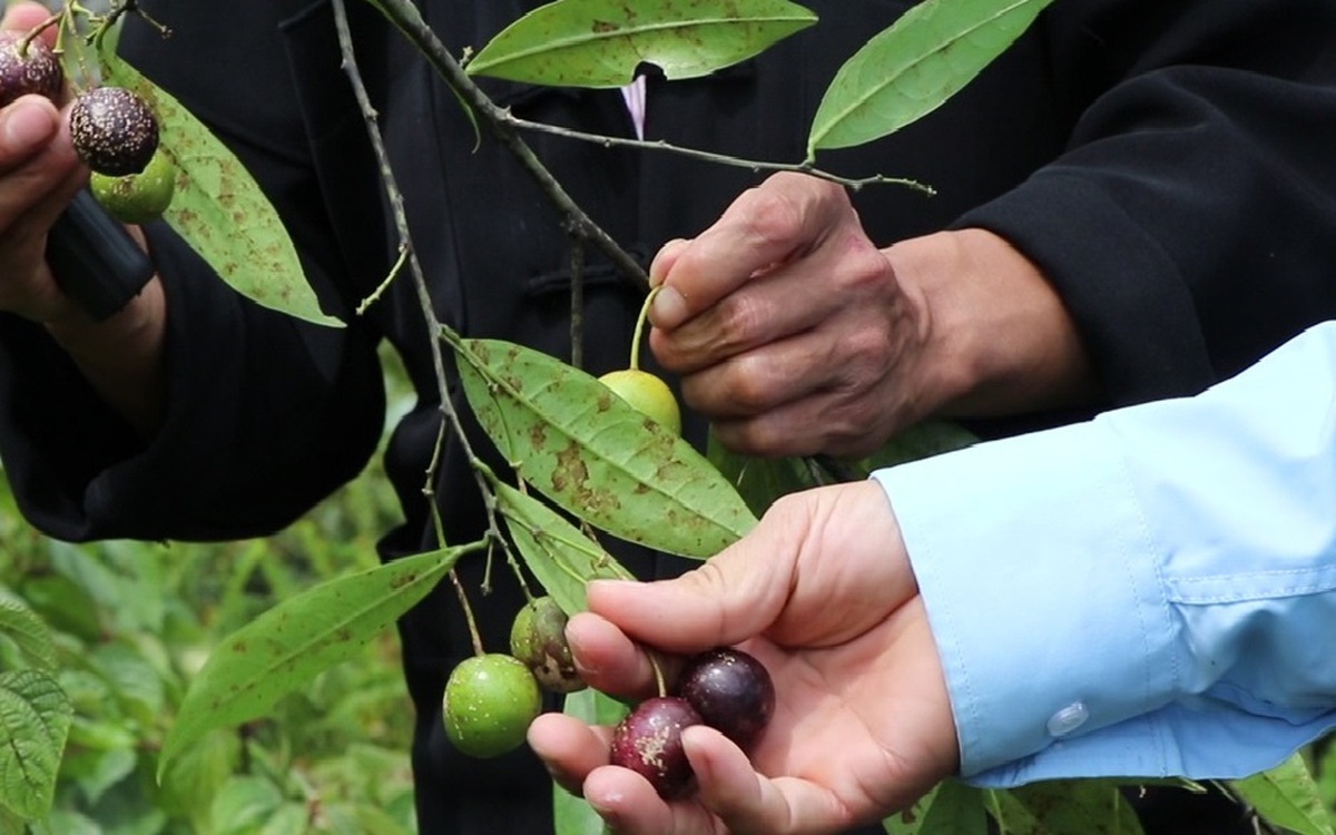 Cảnh báo về loại quả rừng giống quả cherry nhưng chứa độc tính và gây tử vong