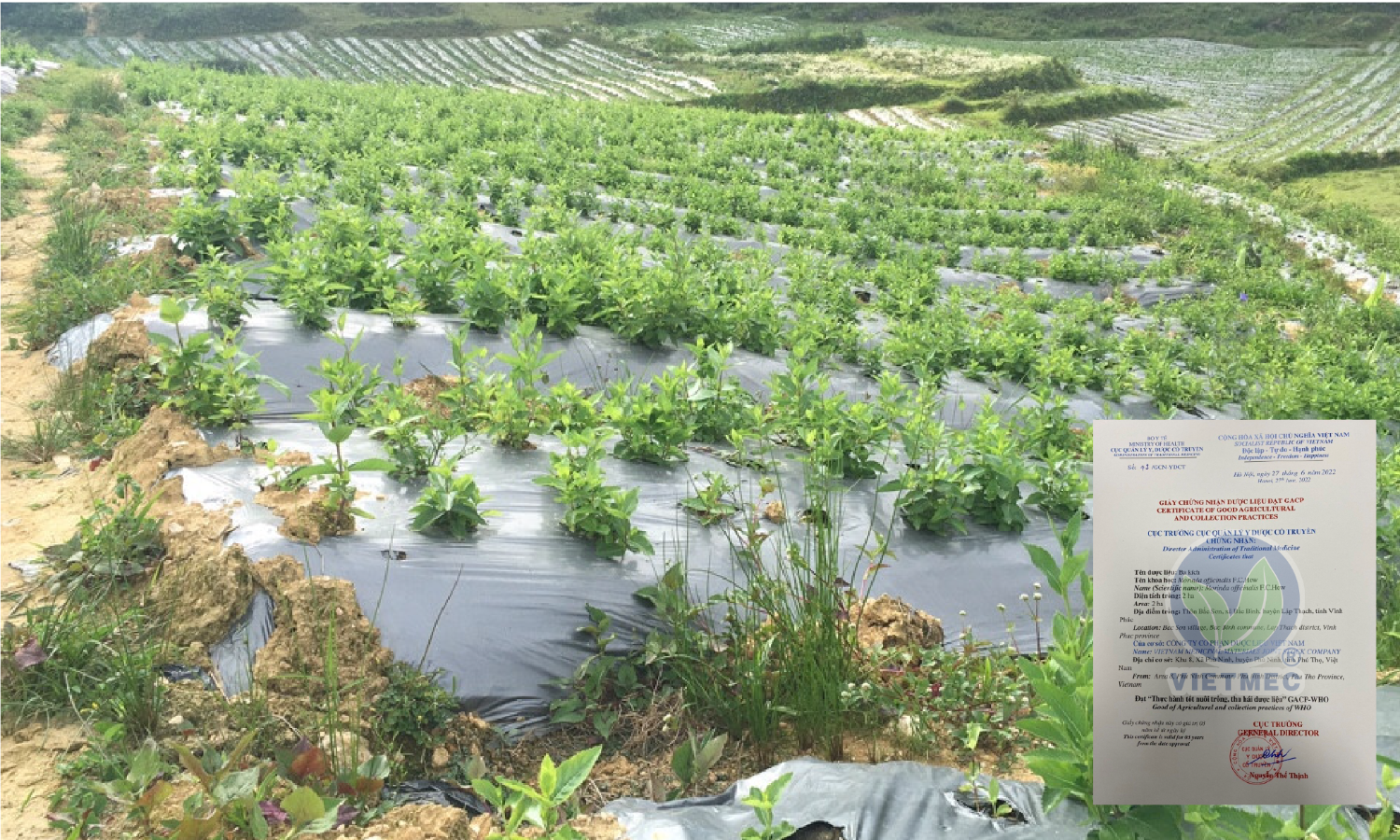 Morinda officinalis Area