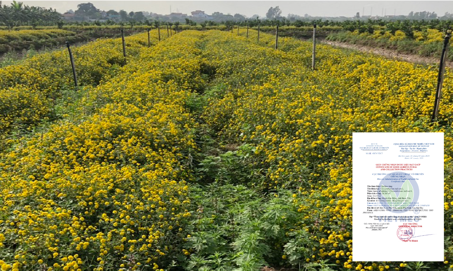 Chrysanthemum indicum L. area