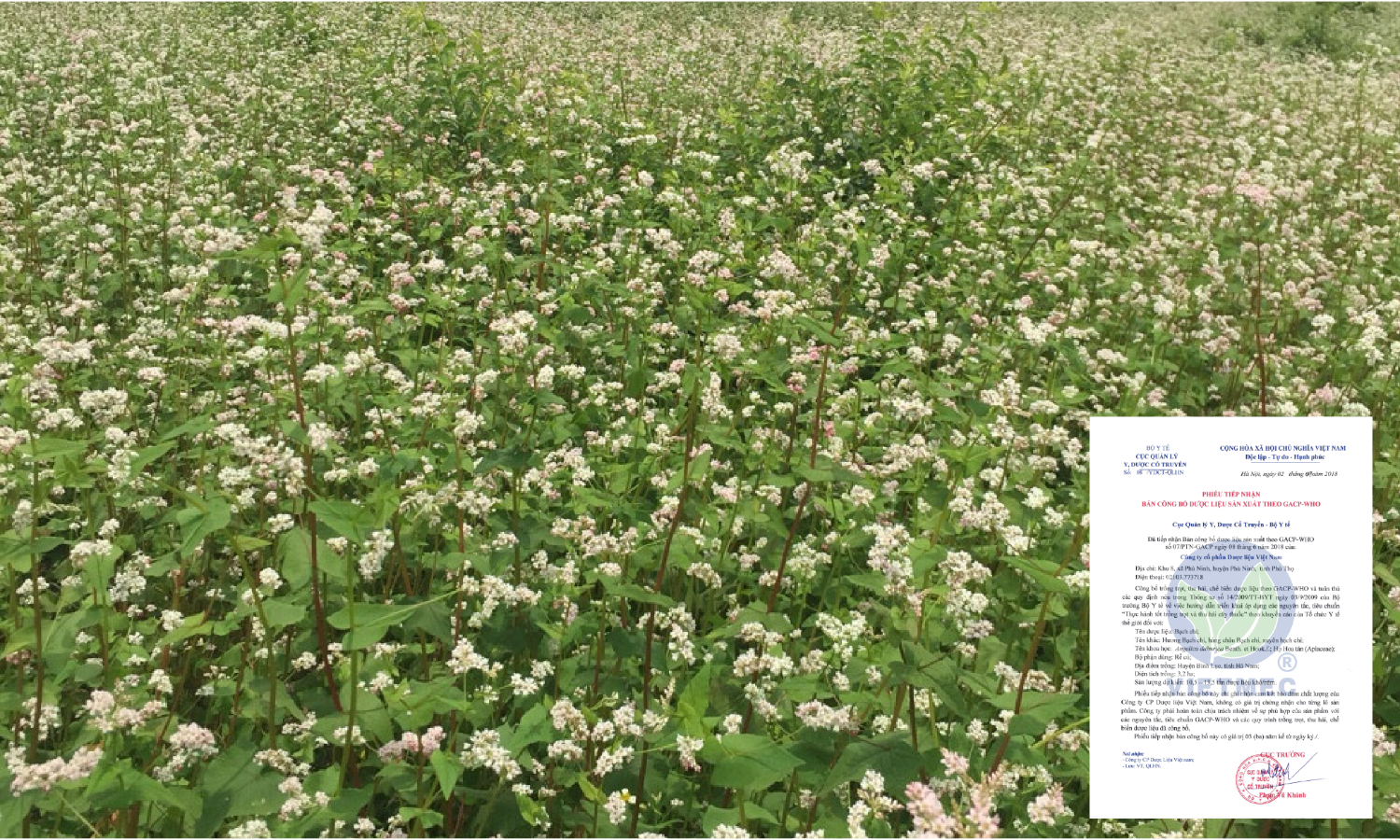 Angelica dahurica area
