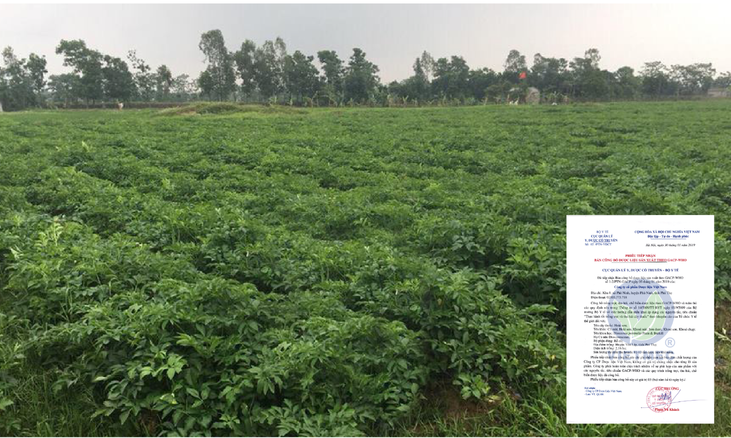 Dioscorea persimilis Prain et Burk area
