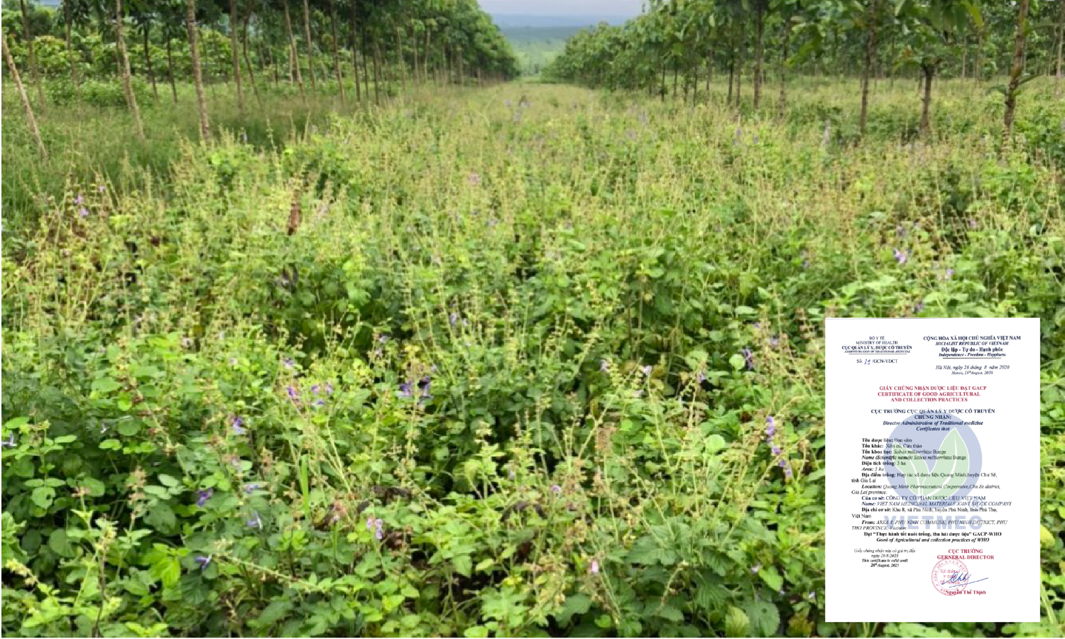 Salvia miltiorrhiza Bunge area