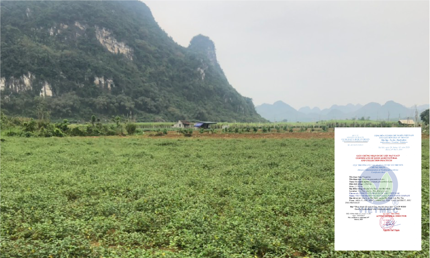 Vùng trồng Cà gai leo - Hòa Bình