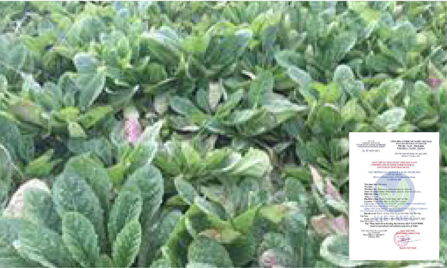 Vùng trồng Địa hoàng - Phú Thọ