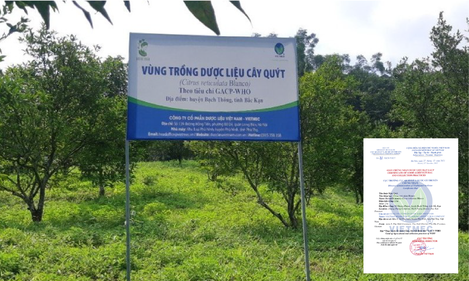 Vùng trồng Quýt - Bắc Kạn
